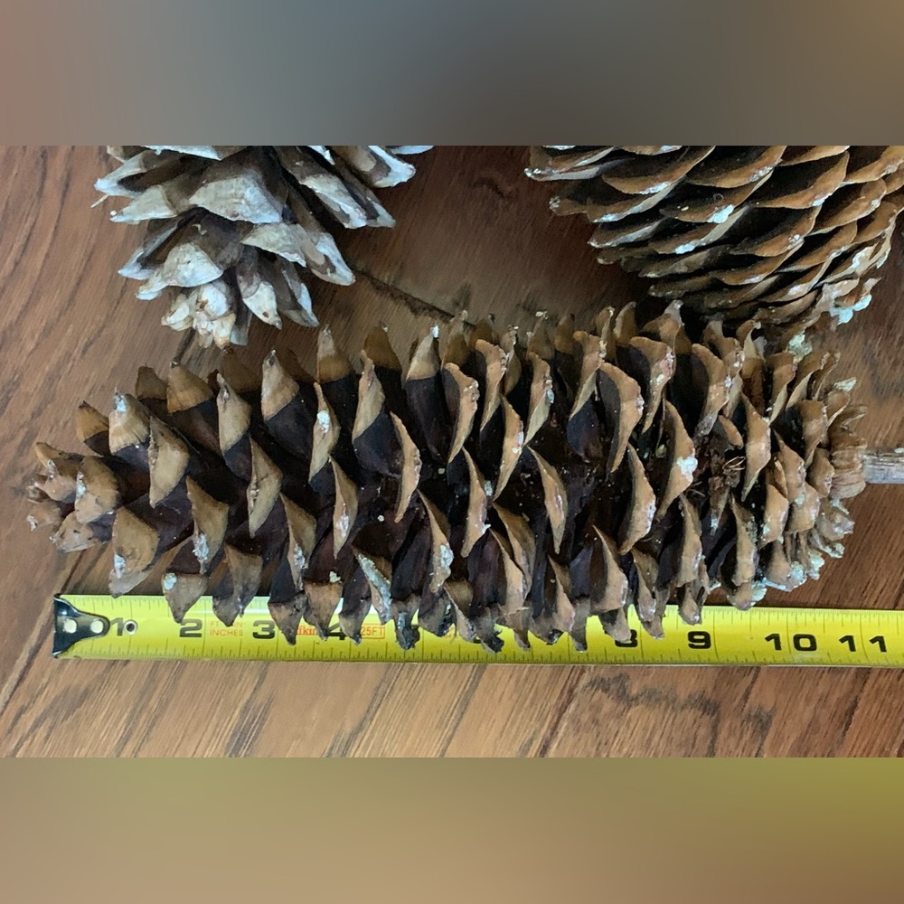 2 Gigantic pinecones! Sugar pine cones XXL HUGE MASSIVE Very large ~ 10 inches - Picture 4 of 9
